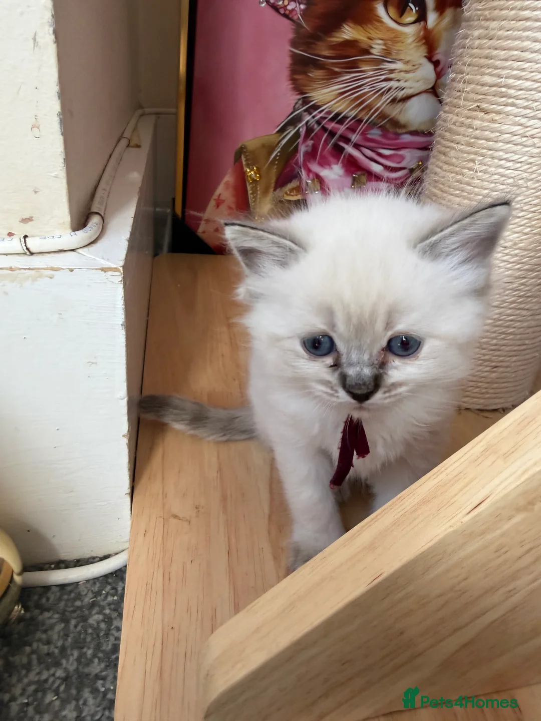 Ragdoll cats for sale: Beautiful Ragdoll Kittens Looking for Forever Home - Advert 2