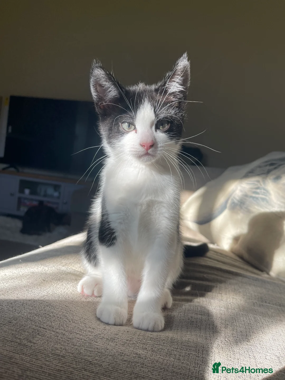 Domestic Shorthair cats for sale: Black and white kittens - Advert 1