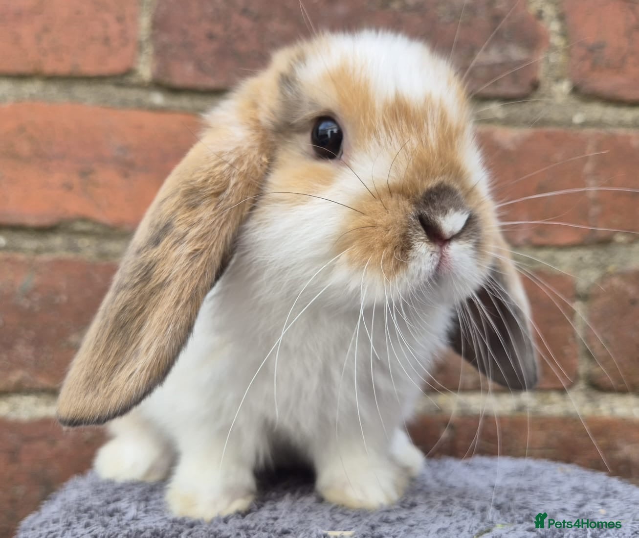 Mini Lop rabbits Mini lops ready to leave now 8 weeks old  - Advert 1