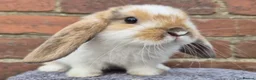 Mini Lop rabbits for sale: Mini lops ready to leave now 8 weeks old  - Advert 1