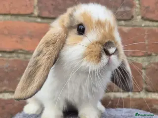 Mini Lop rabbits Mini lops ready to leave now 8 weeks old - Advert 1