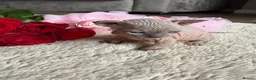 Sphynx cats for sale: Canadian Elf Sphynx  - Advert 19