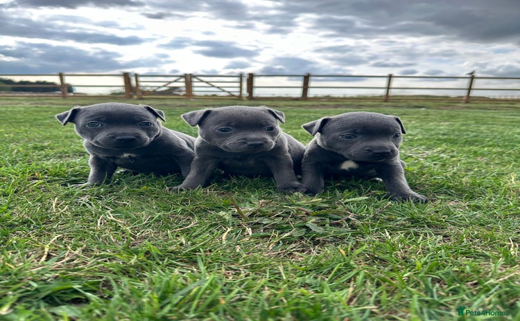 Staffordshire Bull Terrier dogs - Advert 2