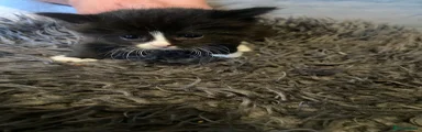 Mixed Breed Kitten 4