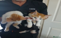 Mixed Breed cats for sale: Beautiful kittens ready  - Image 1