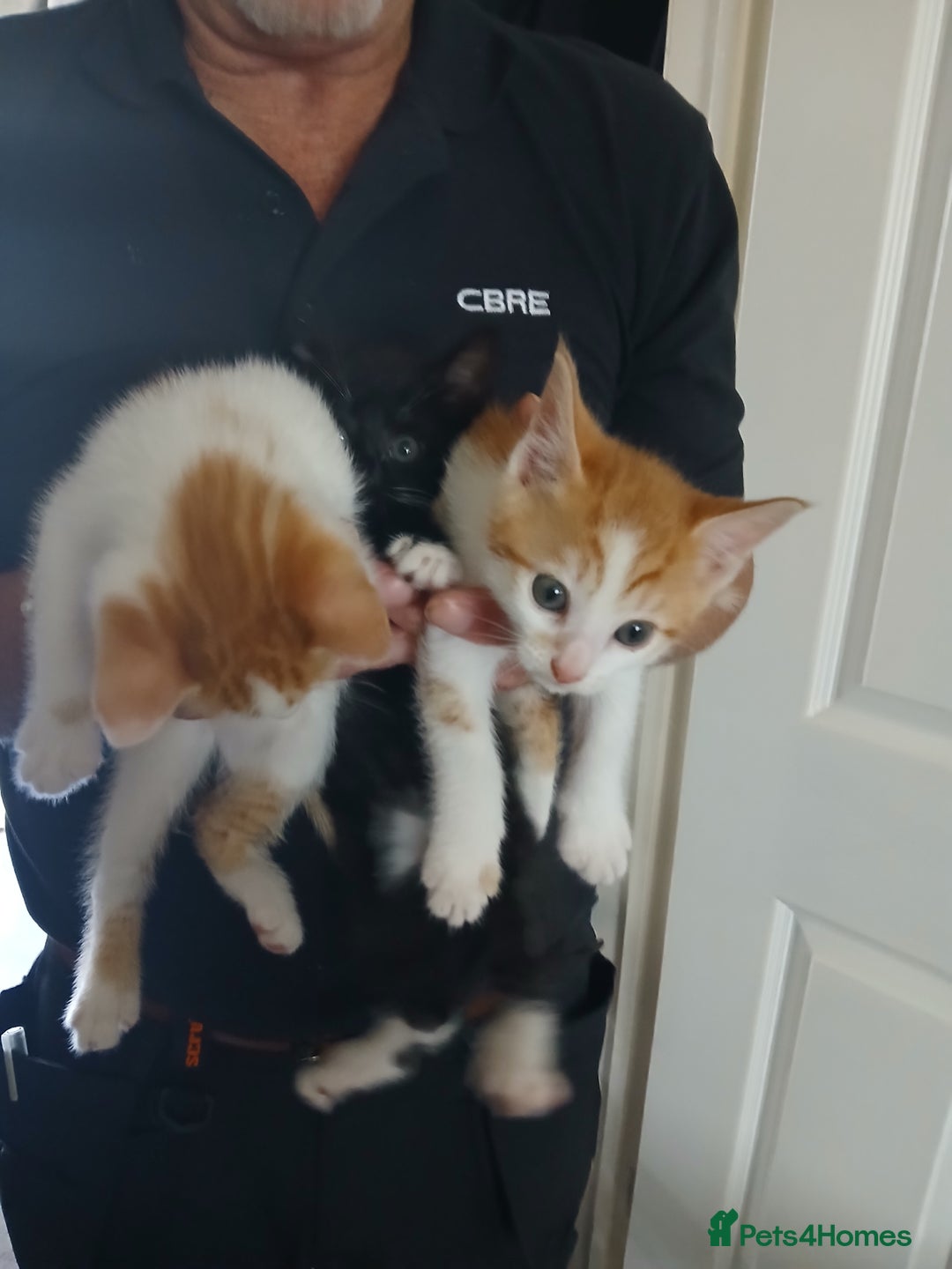 Mixed Breed cats for sale: Beautiful kittens ready  - Image 1
