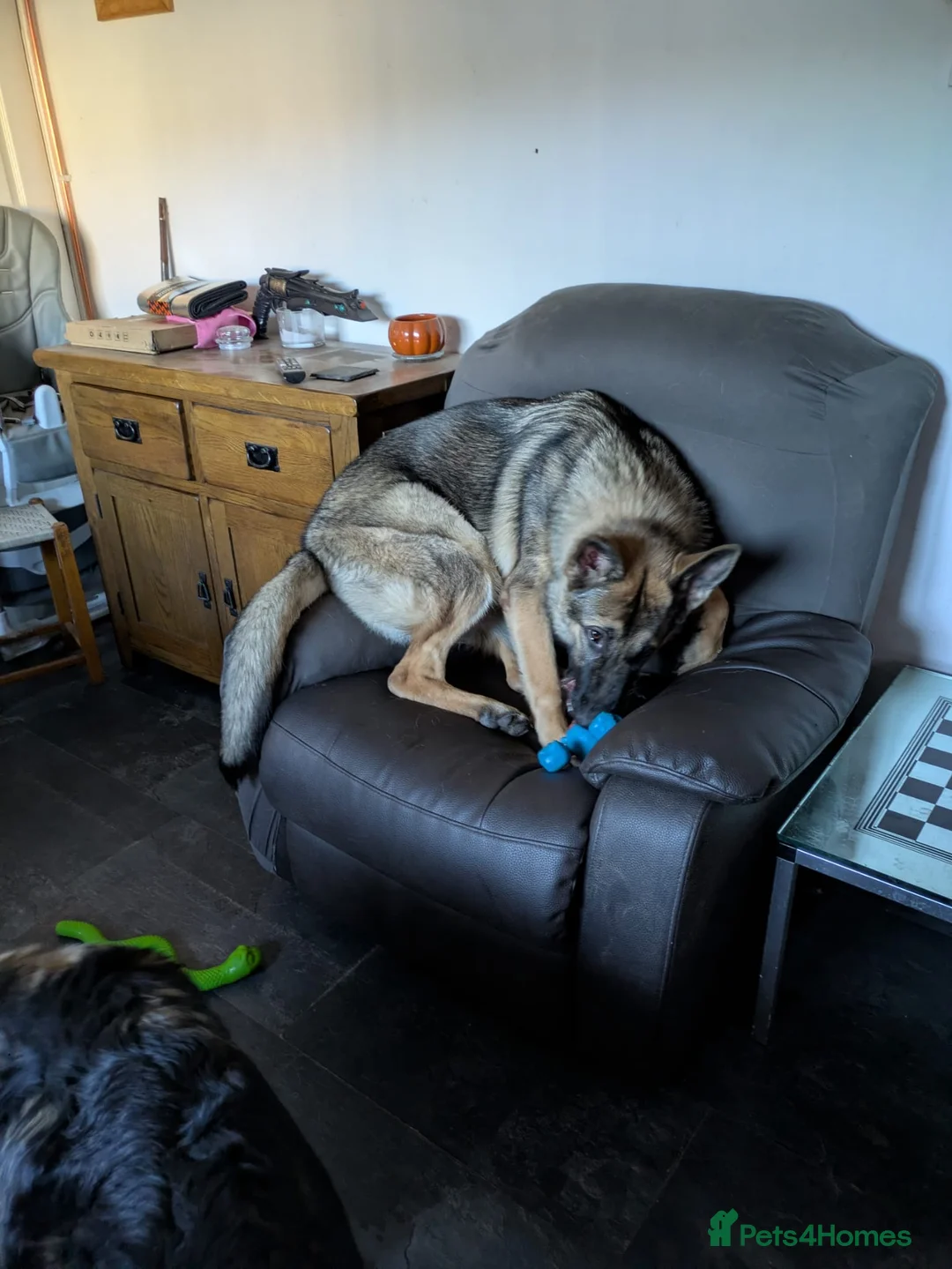 German Shepherd dogs for sale: 1yr old KC registered German shepherd NALA  - Advert 2