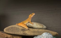 Leopard Gecko reptiles for sale: Leopard geckos with full setup - Image 3