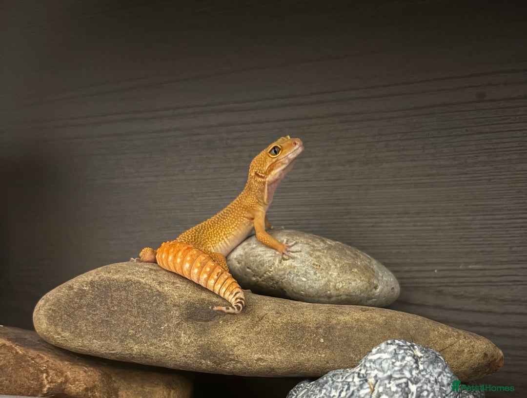 Leopard Gecko reptiles for sale: Leopard geckos with full setup - Image 3