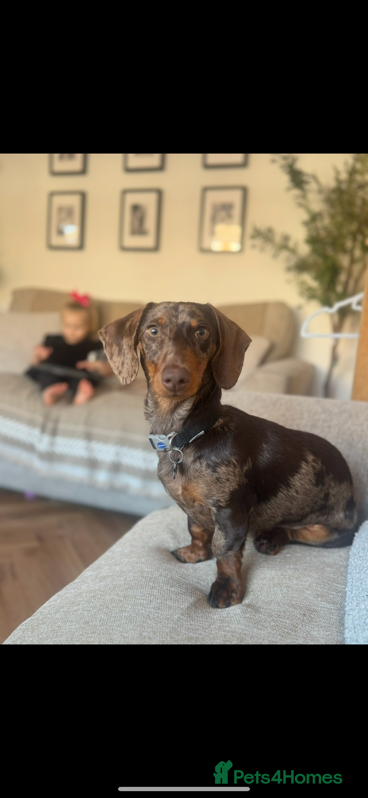 Miniature Dachshund dogs miniature dachshund  - Advert 11