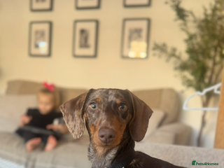 Miniature Dachshund dogs miniature dachshund - Advert 2