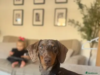 Miniature Dachshund dogs miniature dachshund - Advert 3