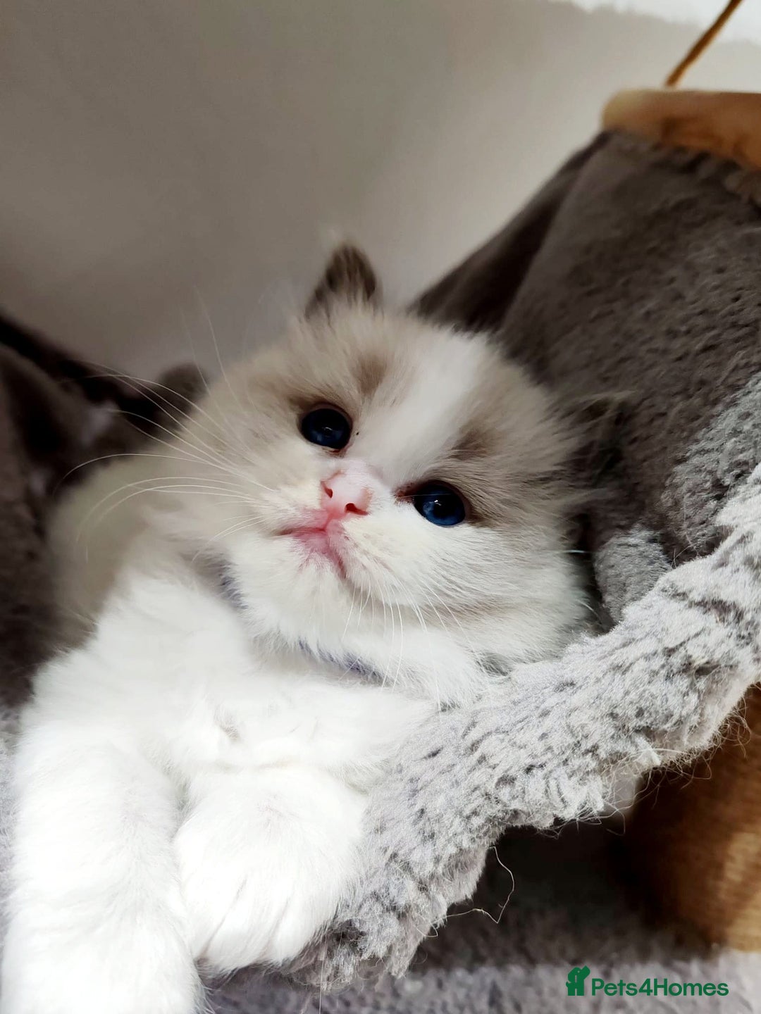 Ragdoll cats for stud: GCCF/TICA ACTIVE REGISTERED Championbloodline stud in Leyland - Image 8