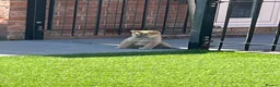 Japanese Shiba Inu dogs for sale: Beautiful Japanese shiba pups.  - Advert 7