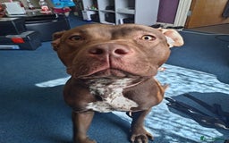 Mixed Breed dogs for sale: Lilly - Image 1