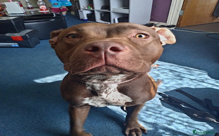 Mixed Breed dogs - Advert 3