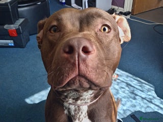 Mixed Breed dogs - Advert 1