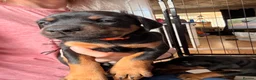 Dobermann dogs for sale: Exceptional kc pedigree dobermann puppies   - Advert 2