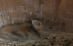 Mini Lion Lop rabbits for sale: Mini tiny lion lops - Image 4
