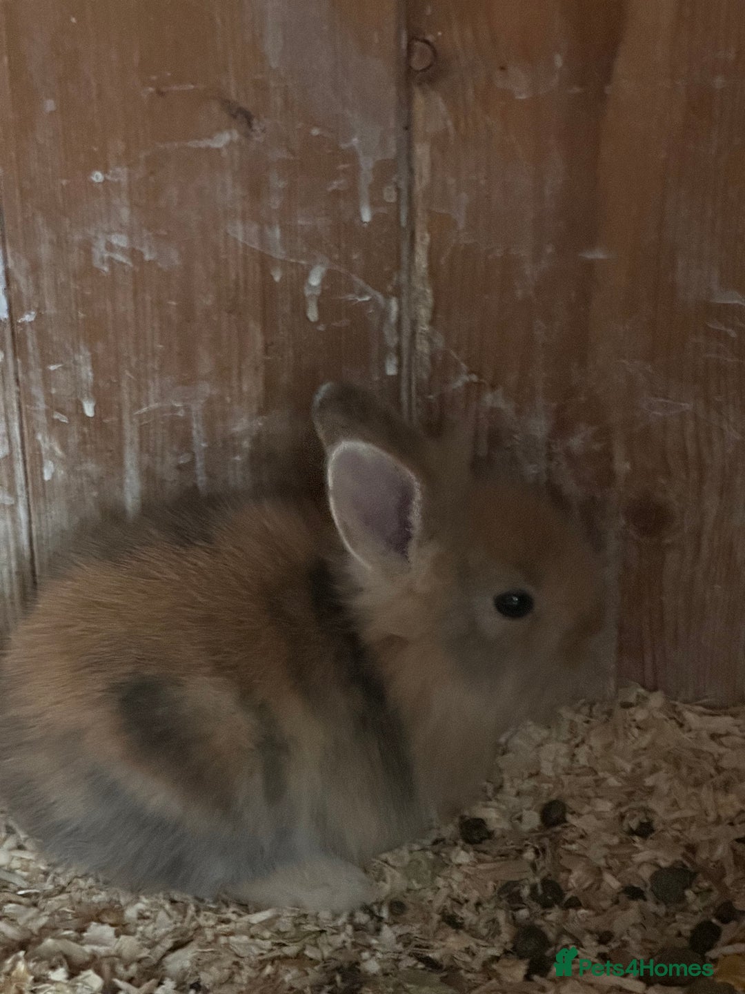 Mini Lion Lop rabbits for sale: Mini tiny lion lops - Image 4