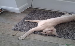Burmese cats for sale: Registered burmese kittens available.  - Image 16