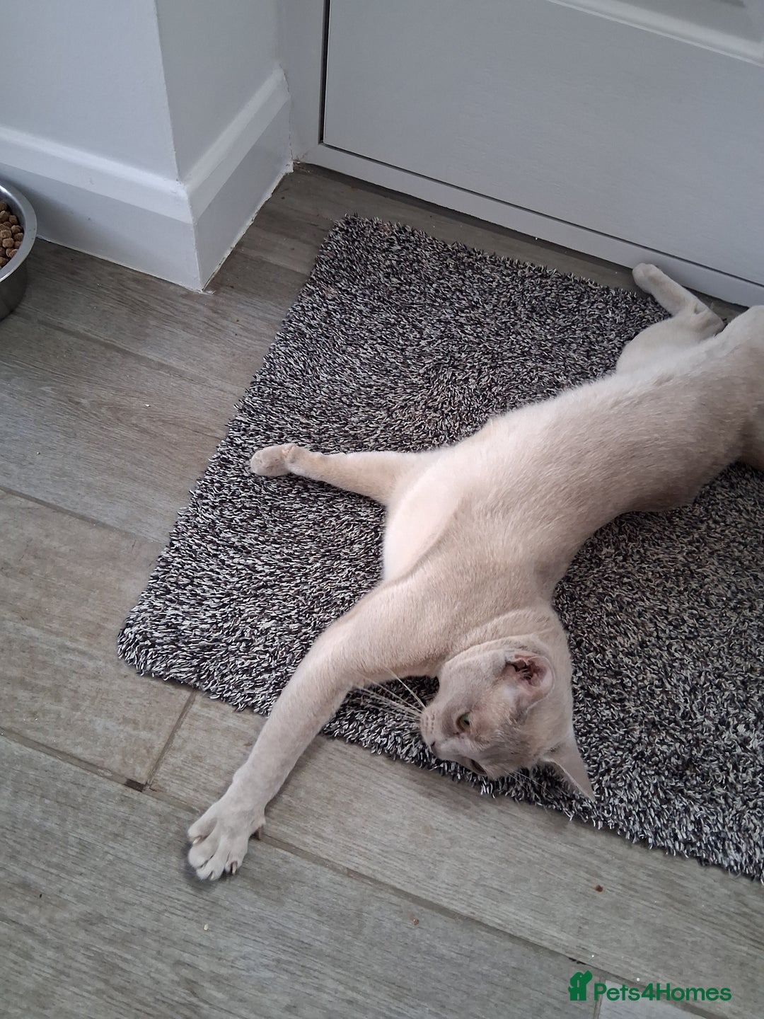 Burmese cats for sale: Registered burmese kittens available.  - Image 16
