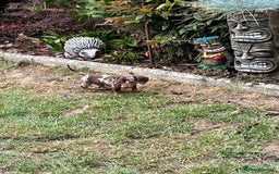 Miniature Dachshund dogs for sale: READY NOW - short haired miniature dachshunds  - Image 12