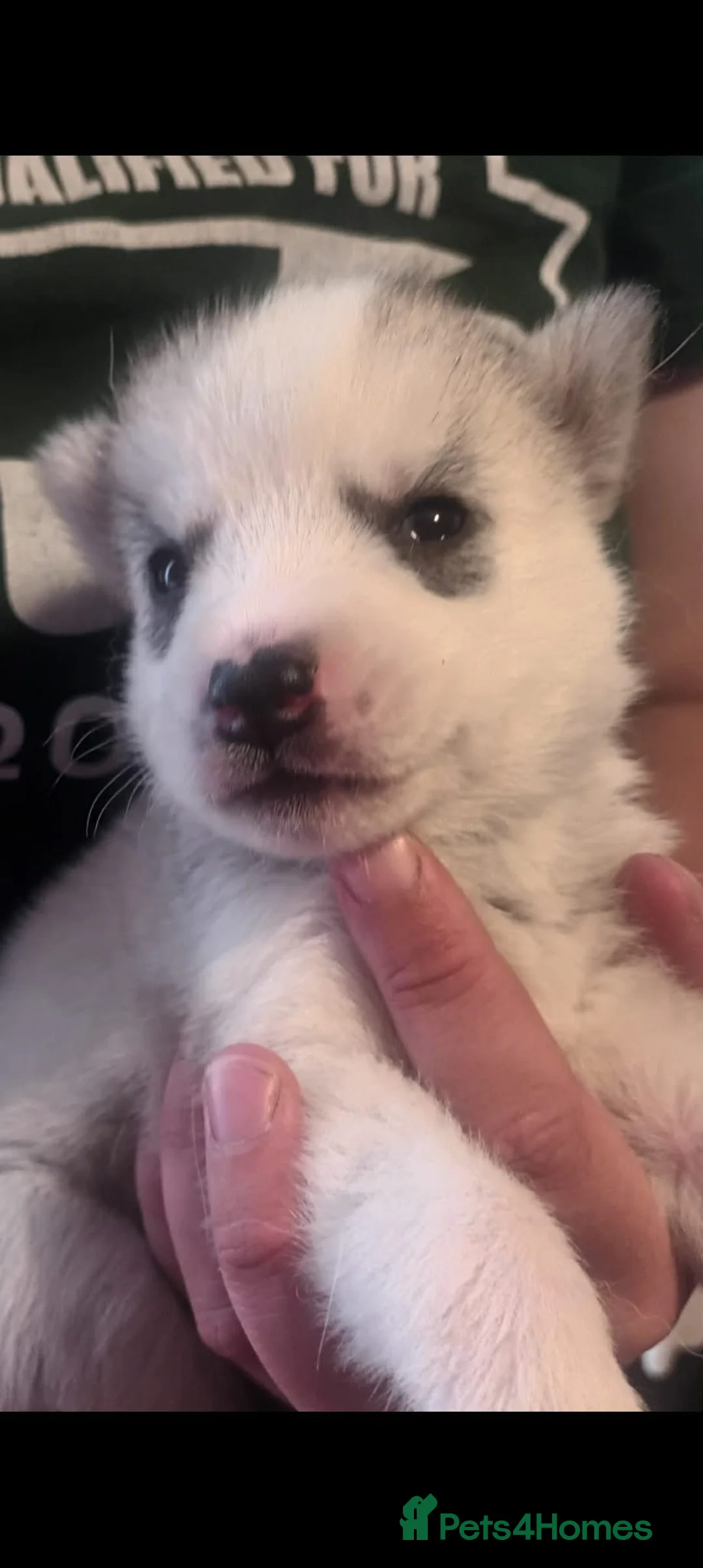 Siberian Husky dogs for sale: Pedigree Siberian Husky Puppies in York in York - Advert 2