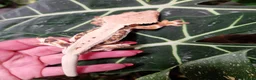 Gecko reptiles for sale: Lily white crested gecko male - Advert 5