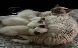 Ragdoll cats for sale: Great purebred ragdolls kittens up for sales - Image 6