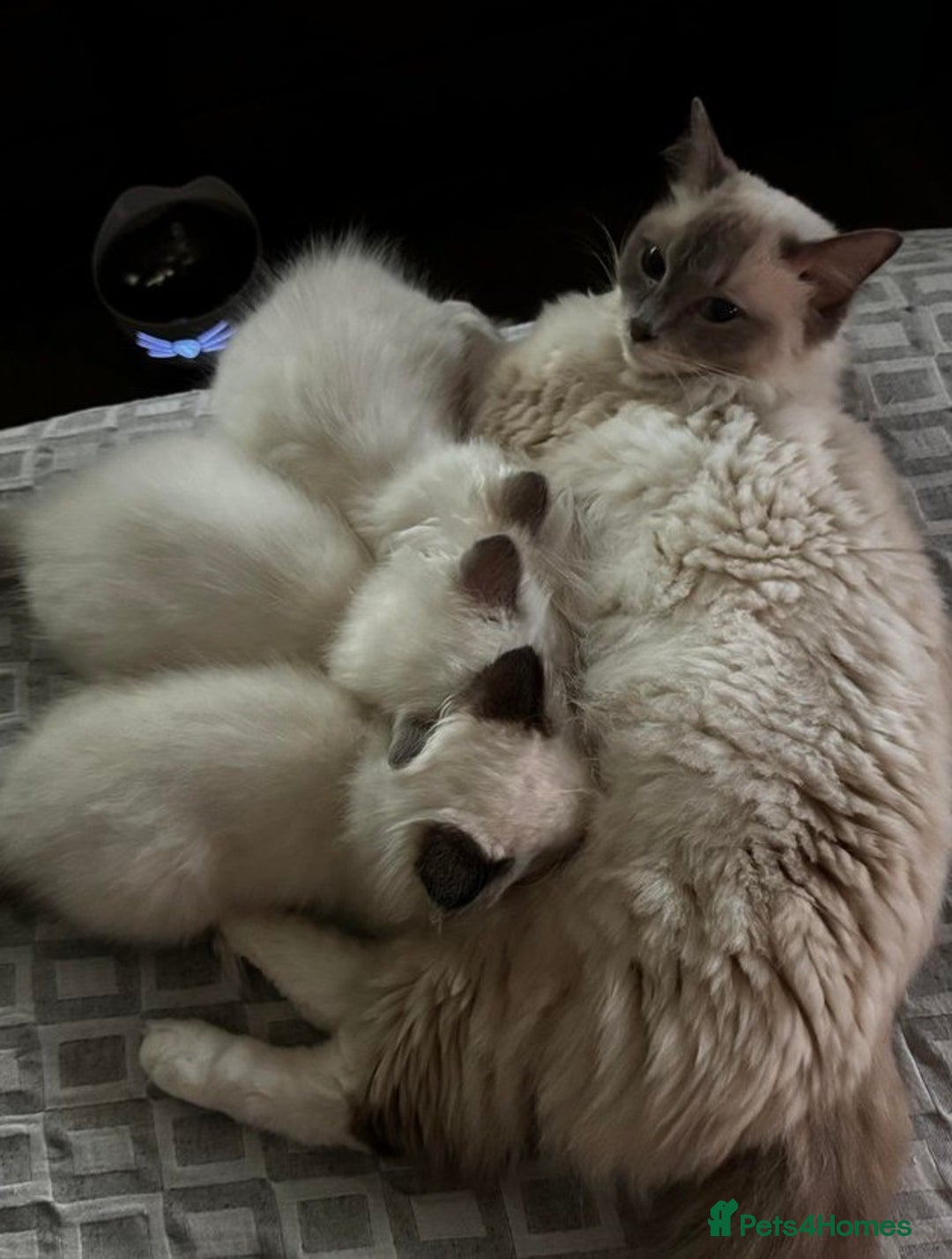 Ragdoll cats for sale: Great purebred ragdolls kittens up for sales - Image 6