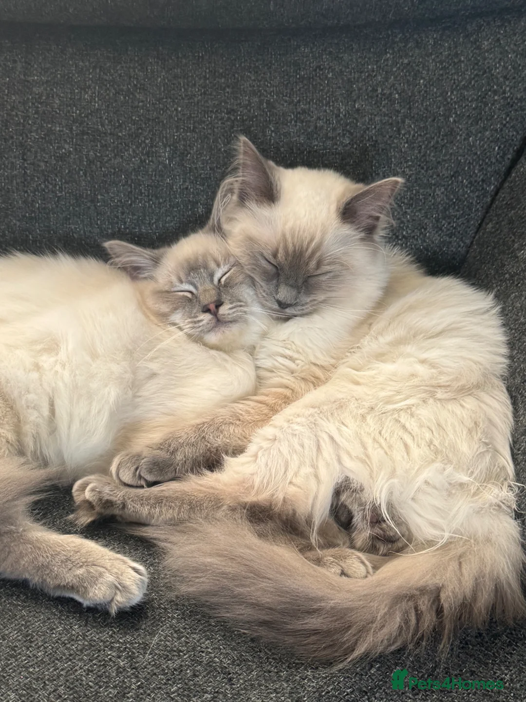 Ragdoll cats for sale: 2 x ragdoll kittens - to stay together only. in Hull - Advert 1
