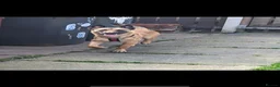 Belgian Shepherd Dog dogs for stud: Ragnar - Advert 1