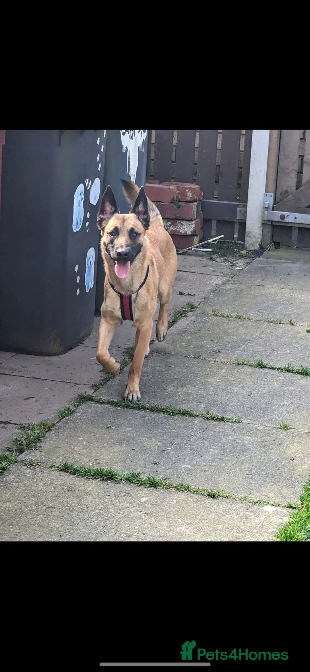 Belgian Shepherd Dog dogs for stud: Ragnar - Advert 1