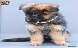 German Shepherd dogs for sale: 🤩💥READY NOW 🤩💥German shepherd puppies  - Image 20