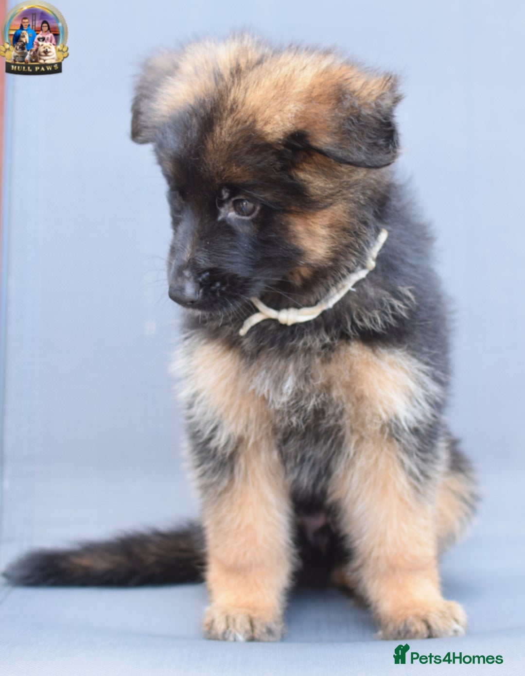 German Shepherd dogs for sale: 🤩💥READY NOW 🤩💥German shepherd puppies  - Image 20