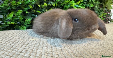 Mini Lop rabbits ⭐️ MINI LOPS ⭐️ ready to reserve  - Advert 2