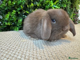 Mini Lop rabbits ⭐️ MINI LOPS ⭐️ ready to reserve - Advert 4