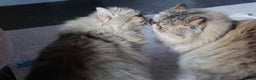 Persian cats for sale: Eric & Mickey - Advert 6