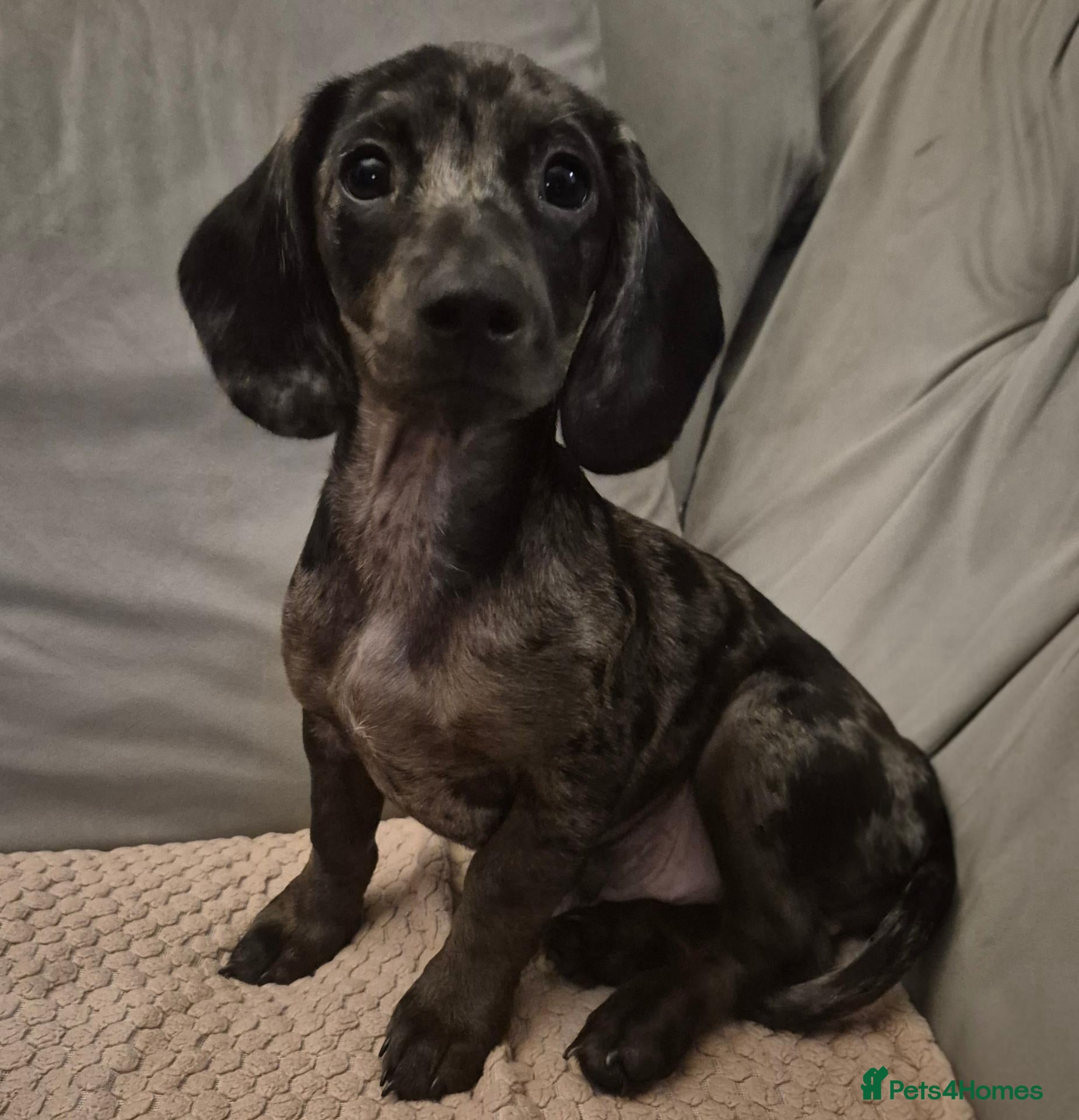 Mixed Breed dogs 🩷🩵💖💖 1 MALE DOXIEPOO PUP💖💖🩵🩷 - Advert 7