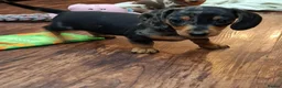 Miniature Dachshund dogs for sale: Stunning Miniature Smooth Haired boy puppy - Advert 4