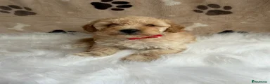 Maltipoo 5