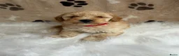 Maltipoo dogs for sale: ** 6 Maltipoo puppies** - Advert 9