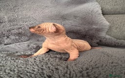 Sphynx cats for sale: 🔥Sphynx and Elf kittens🔥 - Image 11