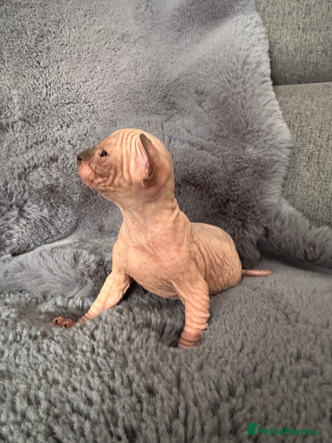 Sphynx cats for sale: 🔥Sphynx and Elf kittens🔥 - Image 11