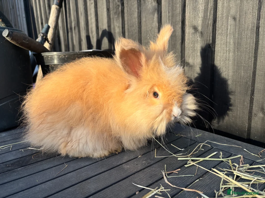 Angora rabbits for sale: English Angoras  - Advert 2