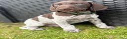 German Shorthaired Pointer dogs for sale: German shorthaired pointer ready to go  - Advert 27