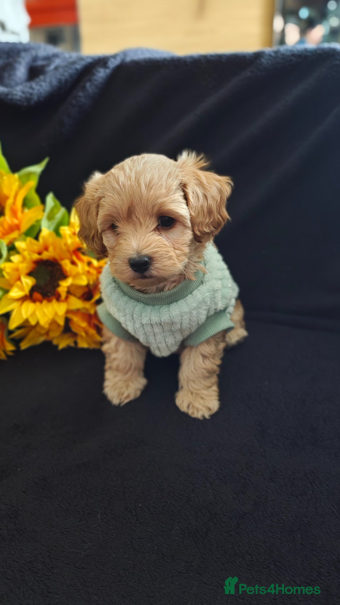 Maltipoo dogs Adorable Maltipoo puppy boy for Sale . - Advert 2