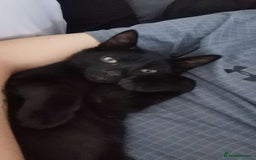 Domestic Shorthair cats for sale: 2 cats for sale - read description  - Image 7