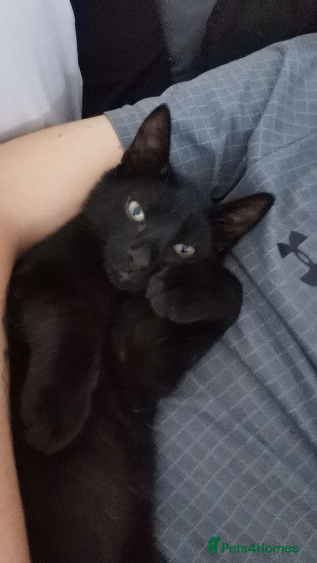 Domestic Shorthair cats for sale: 2 cats for sale - read description  - Image 7